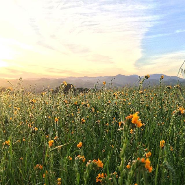 Instagram Photo Contest: "Spring in Napa Valley"